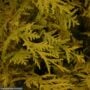 Falsecypress – Dwarf Vintage Gold – #2 Container